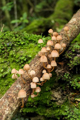 Mycena parsonsii