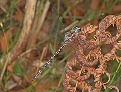 Austroaeschna multipunctata