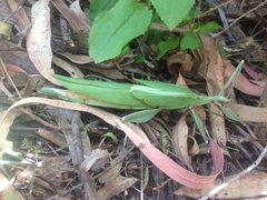 Tropidoderus childrenii