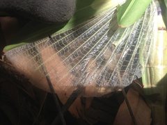 Tropidoderus childrenii