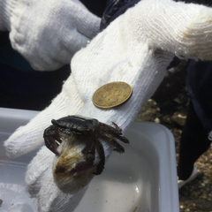 Metopograpsus frontalis
