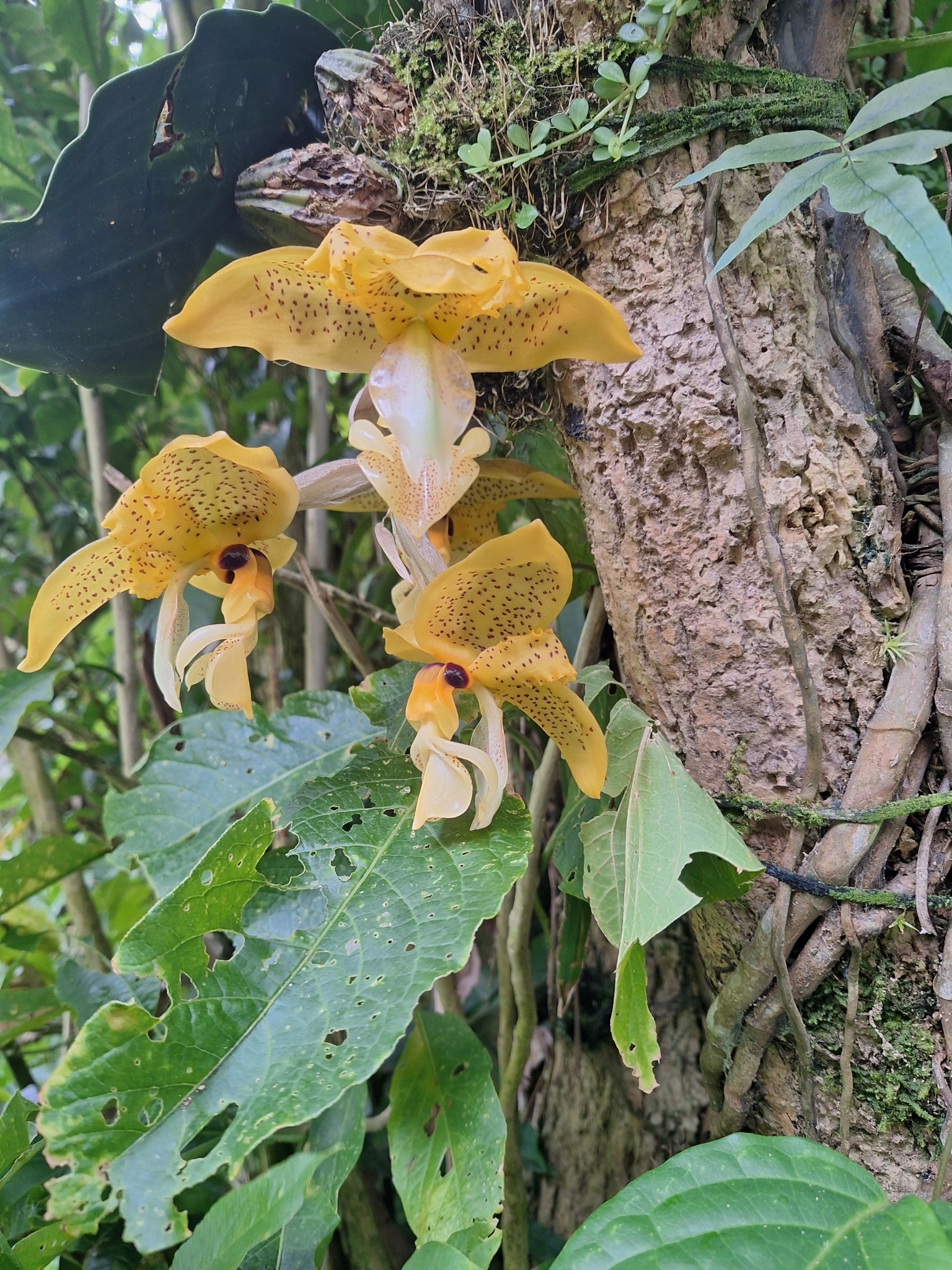 Imagem de Orquídea Stanhopea