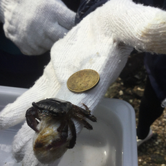 Metopograpsus frontalis