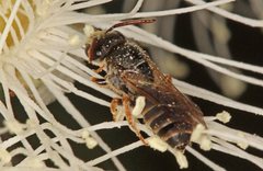 Euryglossa adelaidae