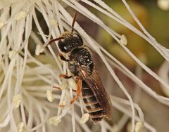 Euryglossa adelaidae
