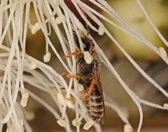 Euryglossa adelaidae