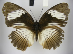 Hypolimnas monteironis major