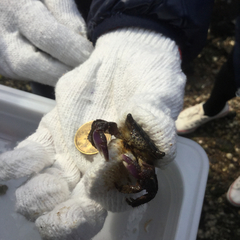 Metopograpsus frontalis