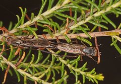 Taenogerella
