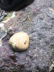 Gafrarium pectinatum