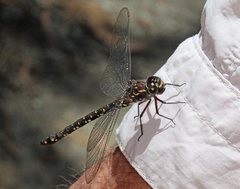 Austroaeschna multipunctata