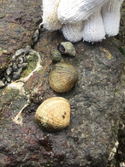 Gafrarium pectinatum