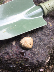 Gafrarium pectinatum