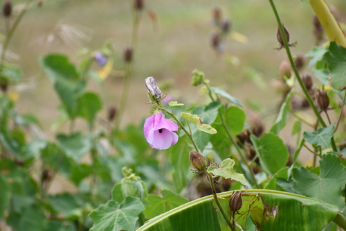 Hibiscus furcellatus observed 2024-06-19