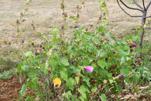 Hibiscus furcellatus observed 2024-06-19