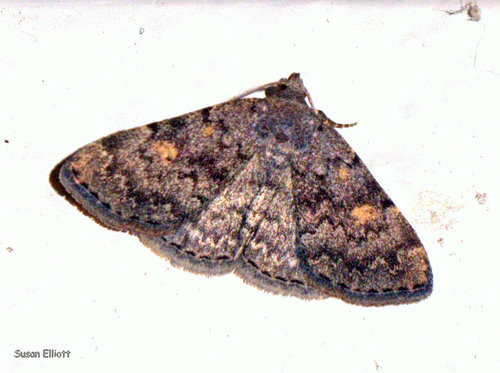 Common Idia Moth, photo 8 of 8