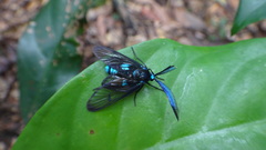 Zama nigrigemma