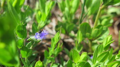 Polygala gerrardii