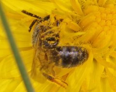 Lasioglossum sphecodoides