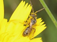 Lasioglossum sphecodoides
