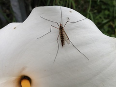 Nephrotoma appendiculata