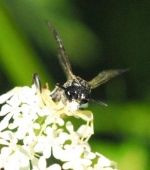 Macrophya