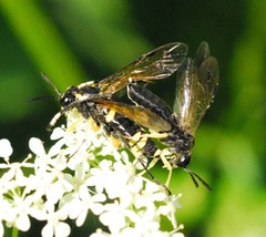 Macrophya