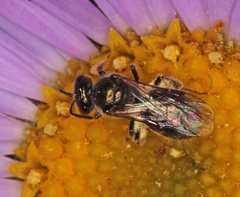 Lasioglossum sphecodoides