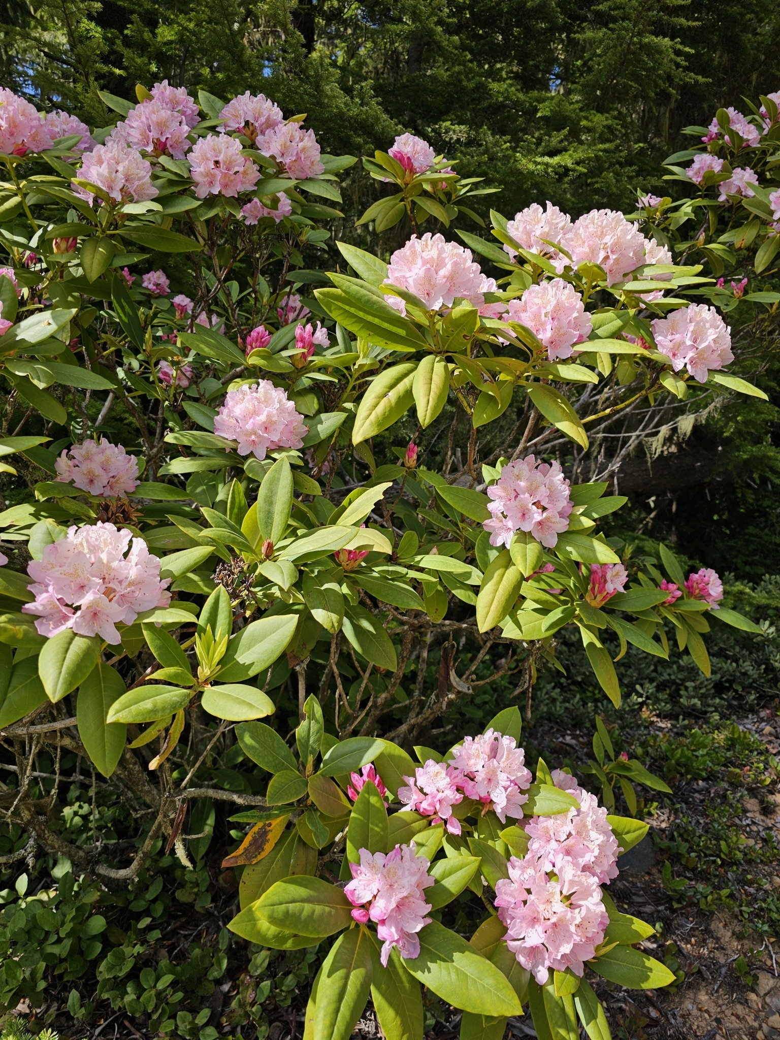 rhododendron salbe fersensporn WALA Rhus toxicodendron Salbe, 30 g Salbe — apohealth main image 1