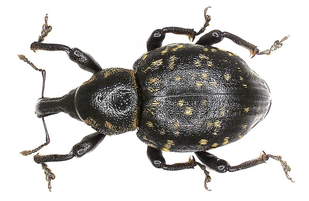 Liparus germanus