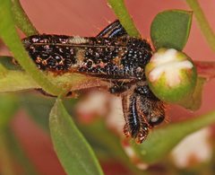 Scrobiger splendidus