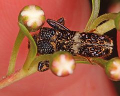 Scrobiger splendidus