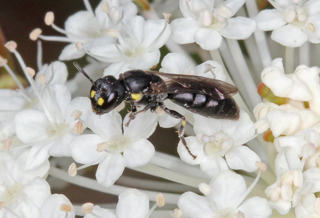 Planihylaeus