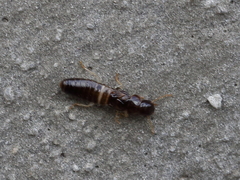 Kalotermes dispar