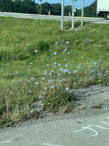 chicory