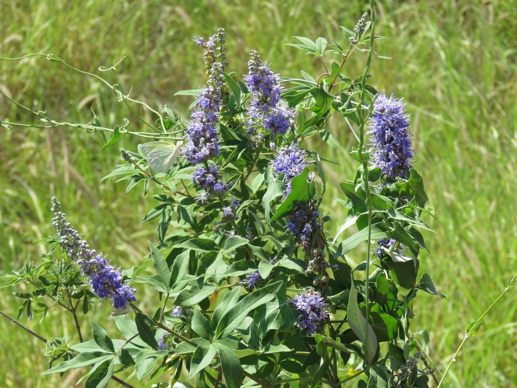 Vitex agnus-castus, Nuevo Laredo, Tamps., México