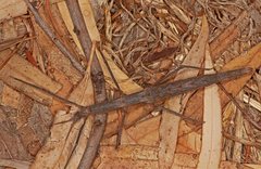Pachymorpha spinosa