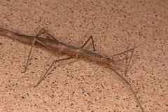Pachymorpha spinosa