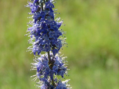 Vitex agnus-castus