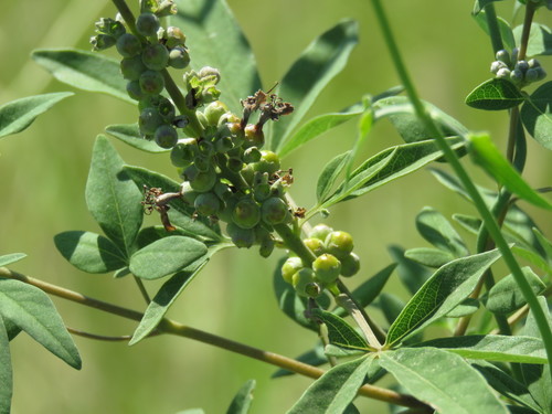 Vitex agnus-castus