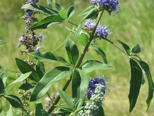 Vitex agnus-castus