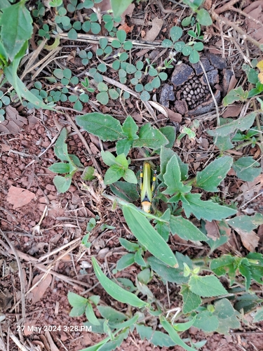 Variegated grasshopper