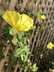 Oenothera drummondii
