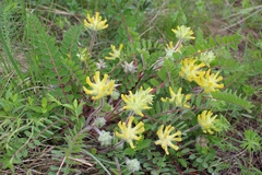 Astragalus dasyanthus