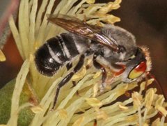 Megachile aurifrons