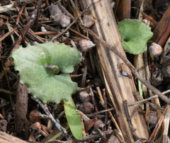 Corybas cheesemanii