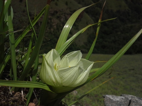 Colchicum melanthioides (Colchicum melanthioides)