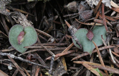 Corybas rotundifolius