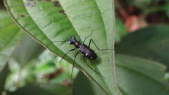 Cylindera decolorata