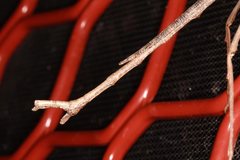 Paronchestus cornutus